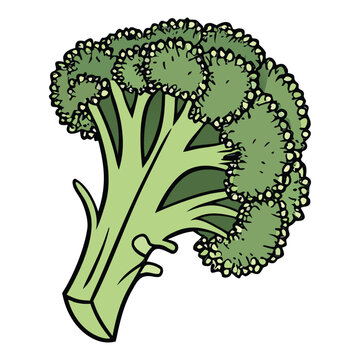 Green broccoli isolated botanical vegetable illustration for organic farming and nutrition related designs
