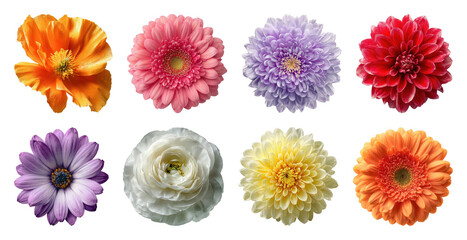 Fototapeta premium PNG Colorful flower collection isolated on transparent background