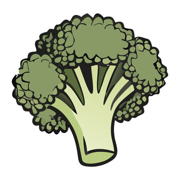 Fresh broccoli head isolated vector illustration for healthy diet vegetarian and vegan food concept