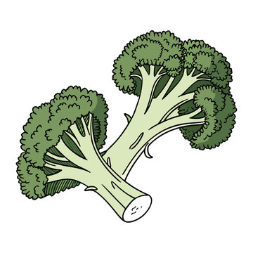Healthy broccoli vegetable vector icon isolated for nutrition education and diet planning materials
