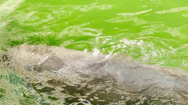 A large walrus floats peacefully on its side in the emerald water. Small ripples create a soft lapping sound against its thick skin. A distant, muffled hum from zoo visitors resonates in the backgroun