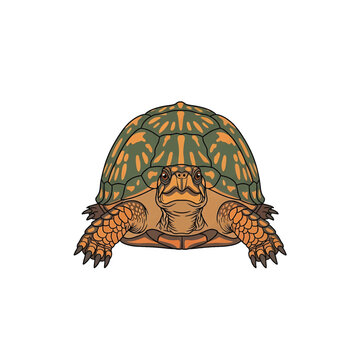 Colorful turtle facing forward slowly.