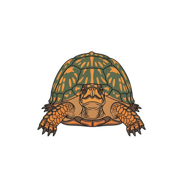 Colorful turtle facing forward slowly 2.