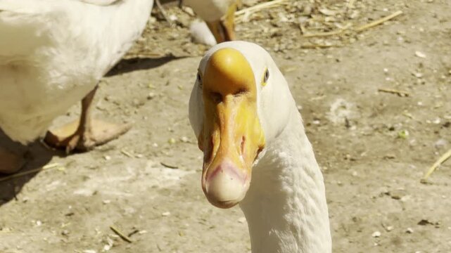 A white goose turns its head to stare directly into the camera. It lets out a sudden, sharp cackle that pierces the steady hum of the zoo.