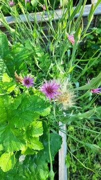 Oat root, flowers and seeds in their natural habitat