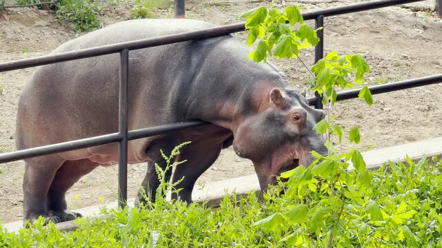 A large hippopotamus reaches over a metal fence to munch on green leaves. The rhythmic crunching of the branches mixes with the distant, steady hum of zoo visitors.
