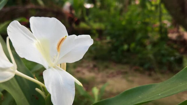 White Butterfly Ginger Lily Blooming in Garden, Close Up of White Tropical Flower, Floral Nature Background, Botanical Beauty