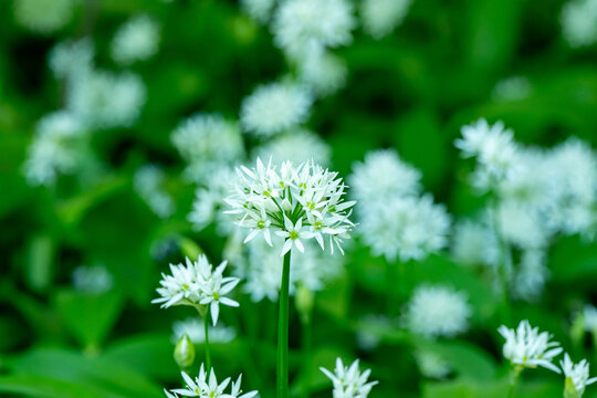 Ramson Allium ursinum blossoms in Swedish forest