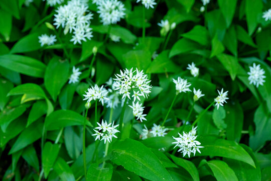 Ramson Allium ursinum blossoms in Swedish forest