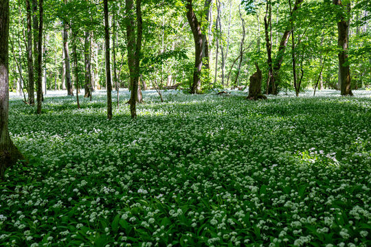 Ramson Allium ursinum blossoms in Swedish forest