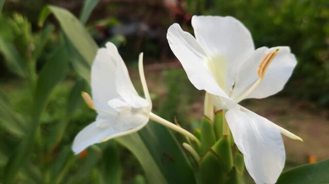 White Butterfly Ginger Lily Blooming in Garden, Close Up of White Tropical Flower, Floral Nature Background, Botanical Beauty