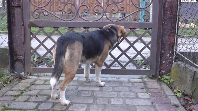 dog standing near the metal gate in the backyard, The dog wants to go outside for a walk, it stands and waits at the gate.