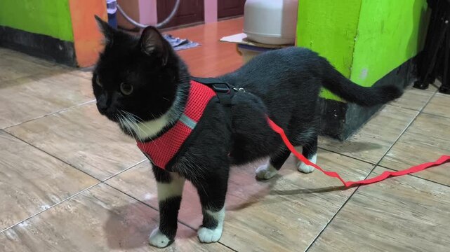 Adorable tuxedo cat wearing a red mesh harness and matching leash standing indoors on tile flooring. Pet gear concept for training domestic felines to walk safely outside.