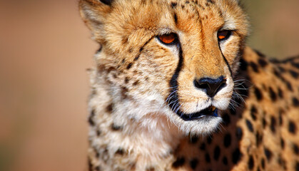 Close-up portrait of a wild cheetah looking alert with wildlife predator portrait wilderness graceful ©  SobuzForge
