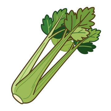 Fresh celery stalk with leaves vector illustration