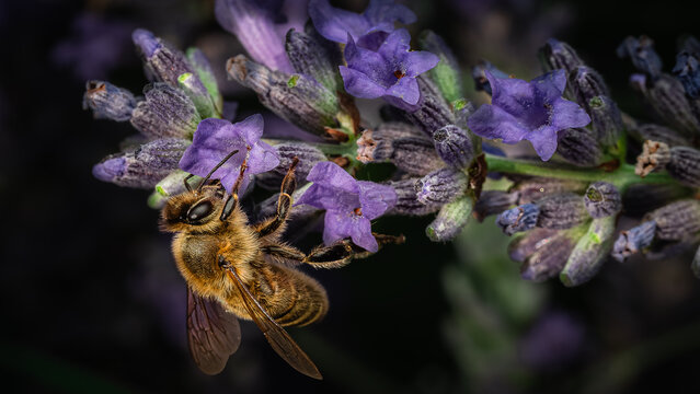 Bee at work...