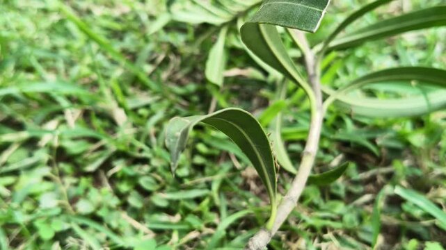 Oecophylla smaragdina or queen green ant. Its common name is&nbsp;Asian weaver ant,&nbsp;weaver ant,&nbsp;green ant,&nbsp;green tree ant and&nbsp;orange gaster.  Queen ant or gyne is an adult, reproducing female ant.