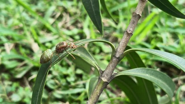 Oecophylla smaragdina or queen green ant. Its common name is&nbsp;Asian weaver ant,&nbsp;weaver ant,&nbsp;green ant,&nbsp;green tree ant and&nbsp;orange gaster.  Queen ant or gyne is an adult, reproducing female ant.