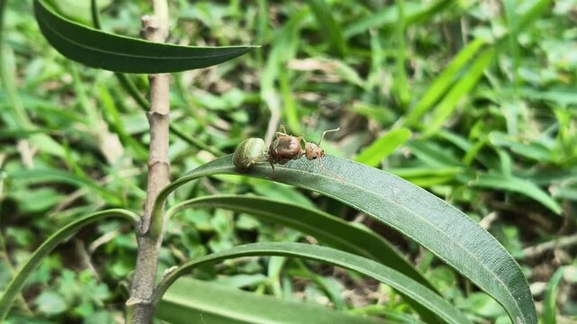 Oecophylla smaragdina or queen green ant. Its common name is&nbsp;Asian weaver ant,&nbsp;weaver ant,&nbsp;green ant,&nbsp;green tree ant and&nbsp;orange gaster.  Queen ant or gyne is an adult, reproducing female ant.