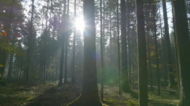 Mystische und cinematische Drohnenaufnahmen eines Waldes mit hohen B&auml;umen, Sonnenstrahlen, Lichtnebel, moosigem Waldboden und ruhiger Naturstimmung in atmosph&auml;rischer Waldlandschaft