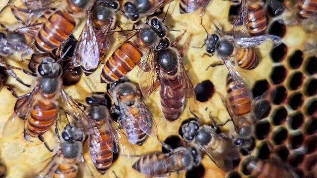 Macro footage of Indian Honey Bee Queen Apis cerana indica actively laying eggs inside honeycomb cells, surrounded by attentive worker bees. Queen's elongated abdomen, oviposition behavior, brood comb