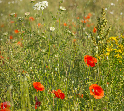 Bunte Wildblumenwiese mit roten Mohnblumen und wei&szlig;en Doldenbl&uuml;tlern im warmen Sommerlicht