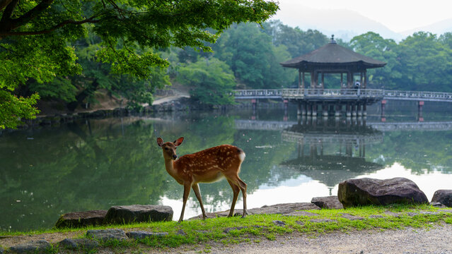 夏の早朝の奈良公園の浮見堂と鹿の景色
