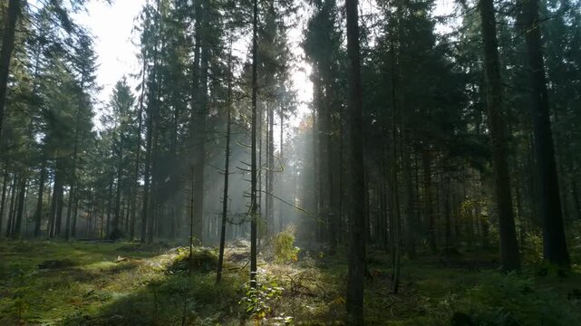 Mystische und cinematische Drohnenaufnahmen eines Waldes mit hohen B&auml;umen, Sonnenstrahlen, Lichtnebel, moosigem Waldboden und ruhiger Naturstimmung in atmosph&auml;rischer Waldlandschaft