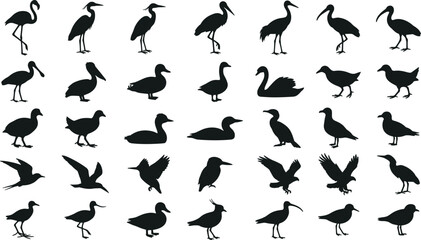 Collection of various wading and water bird silhouettes, isolated on white background, vector set © Fensi