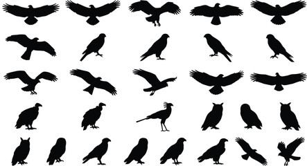 Graphic set of predatory bird silhouettes illustrating eagles vultures and hawks in varied flight © Fensi