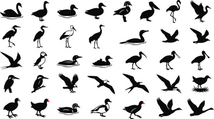 Set of waterfowl and wading bird silhouettes, isolated black and white vector graphics for design © Fensi
