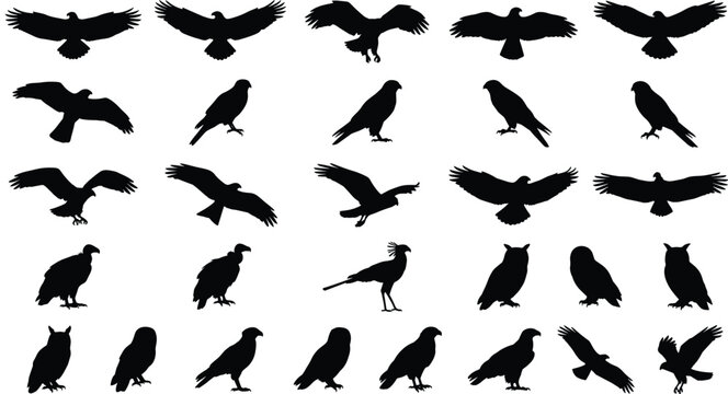 Graphic set of predatory bird silhouettes illustrating eagles vultures and hawks in varied flight