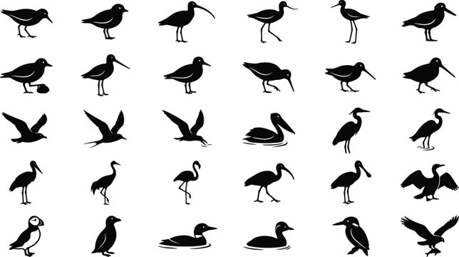 Set of black bird silhouettes isolated on white background depicting diverse avian species in motion