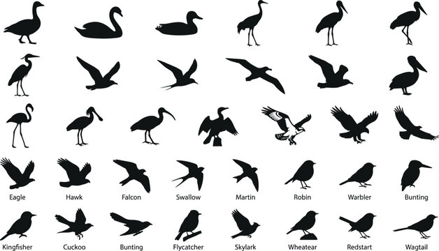 Set of black bird silhouettes isolated on white background depicting various species in flying poses