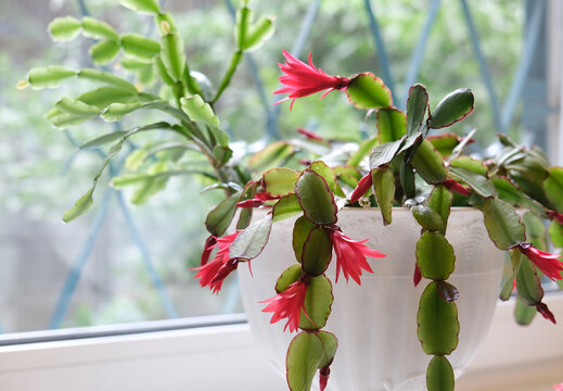 Epiphytic cactus, Schlumbergera, blooms gracefully on a white window sill. Its vivid red flowers , characteristic of the Christmas cactus , unfurl delicately. 
