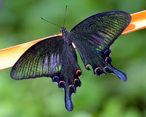 Black and metallic green butterfly perched on a thin plant stem with butterfly wildlife metallic close-up ©  SobuzForge