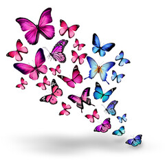Swarm of pink and blue butterflies flying together with butterfly collection colorful isolated wildlife ©  SobuzForge