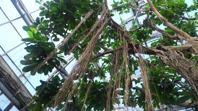 A banyan tree (Ficus benghalensis) growing in a greenhouse, displaying an extensive network of aerial roots hanging from its branches.