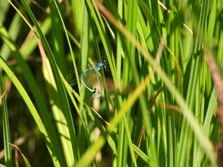 Zwei Libellen bilden auf einem Halm im Teich ein Libellenrad © Harald