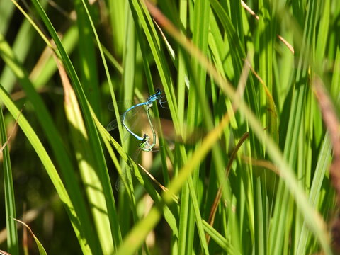 Zwei Libellen bilden auf einem Halm im Teich ein Libellenrad