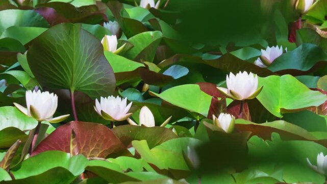 水辺の花」の写真素材 | 27,925件の無料イラスト画像 | Adobe Stock