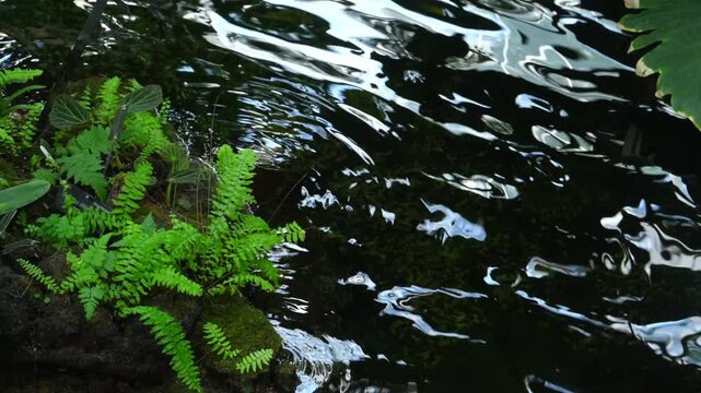 A green Chinese brake ferns (Pteris vittata) growing on a moss-covered rock beside a dark freshwater pond