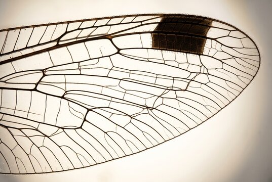 Extreme macro backlit view of snakefly wing venation and dark pterostigma