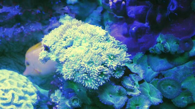 A Leather Coral (such as Sarcophyton sp.) shown with a vibrant, possibly white or bleached coloration.