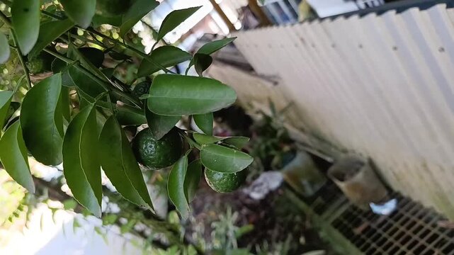 Close-up of green key lime (Citrus &times; aurantiifolia) fruits growing on tree
