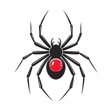 Redback spider vector illustration