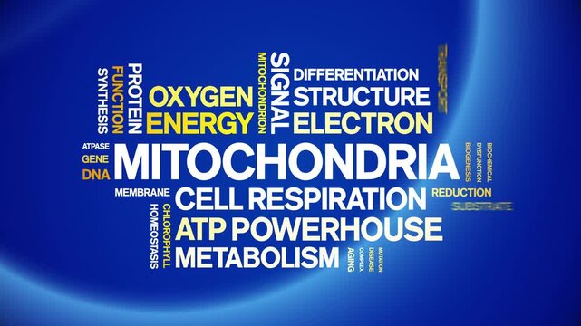 Mitochondria animated word cloud-gross domestic product animation tag kinetic typography seamless loop.