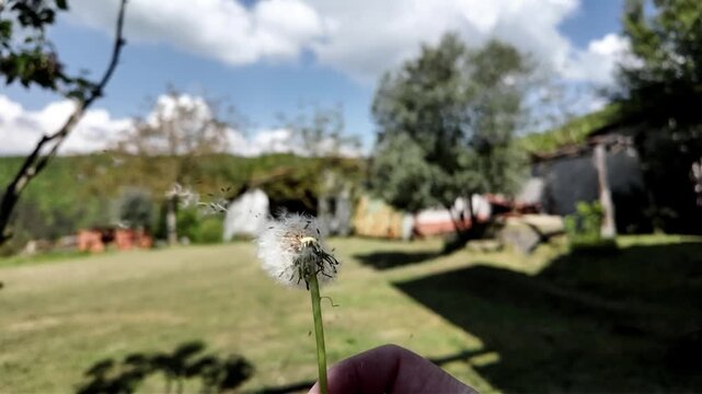 slow motion of a flower, the dandelion that loses its seeds with a gust of wind, allowing the plant to spread
