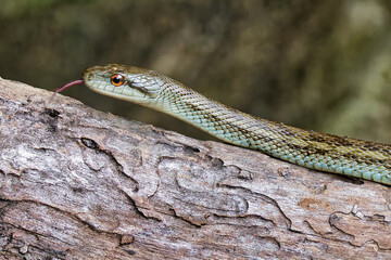 Fototapeta premium 舌を出すアオダイショウ(Japanese rat snake)