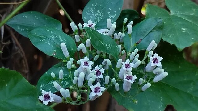 The flowers of the Paederia foetida often known as stinkvine are in beautiful bloom. This plant is frequently used as a traditional herbal